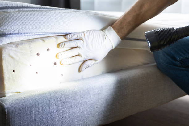 Best Mosquito Control Services  in Mendon, UT