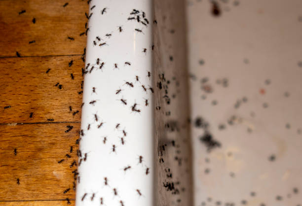 Mendon, UT Pest Control Company
